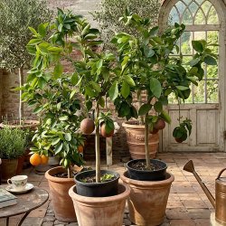 Dobbelt moro (Citrus sinensis doppio moro), cirka 150 cm, opstammet