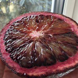 Dobbelt moro (Citrus sinensis doppio moro), cirka 150 cm, opstammet