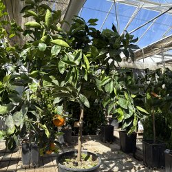 Appelsin, Lane Late (Citrus sinensis), 150-160 cm, opstammet