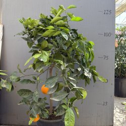 Appelsin, Lane Late (Citrus sinensis), 150-160 cm, opstammet