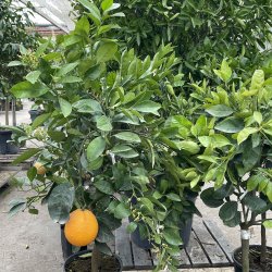 Appelsin, Lane Late (Citrus sinensis), 150-160 cm, opstammet