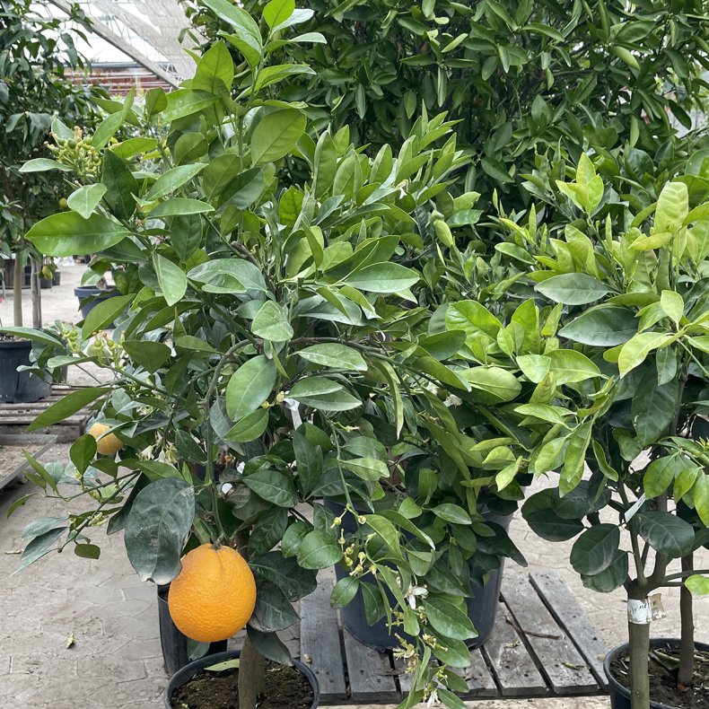 Appelsin, Lane Late (Citrus sinensis), 150-160 cm, opstammet