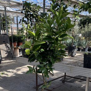 Blodappelsin, moro M.45 (Citrus sinensis moro M.45), 50-100 cm, opstammet