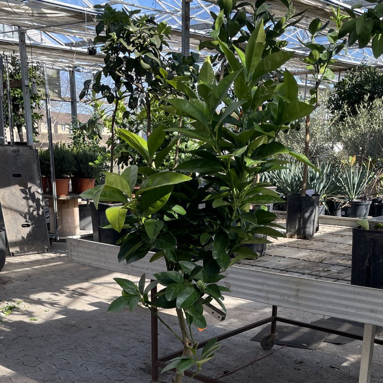 Blodappelsin, moro M.45 (Citrus sinensis moro M.45), 50-100 cm, opstammet