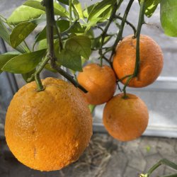 Blodappelsin, moro (Citrus sinensis), 100-120 cm, opstammet
