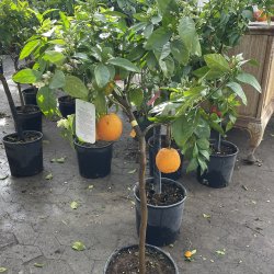Blodappelsin, moro (Citrus sinensis), 100-120 cm, opstammet