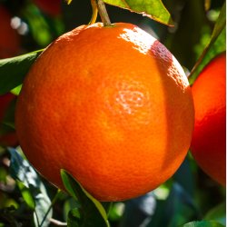 Blodappelsin, moro M.45 (Citrus sinensis moro M.45), 50-100 cm, opstammet