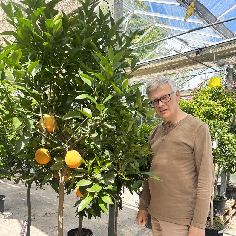 Appelsintr (Citrus sinensis), cirka 180 cm, kraftigt, god stamme, opstammet