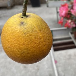 Appelsintr (Citrus sinensis), 70-100 cm, opstammet