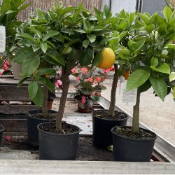 Appelsintr (Citrus sinensis), 70-100 cm, opstammet