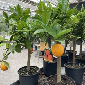 Appelsintr (Citrus sinensis), 70-100 cm, opstammet
