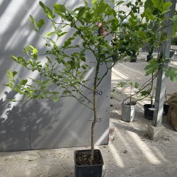 Dvrgcitron (Citrus trifoliata), 75-150 cm