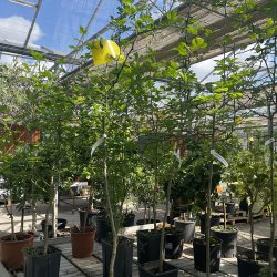 Dvrgcitron (Citrus trifoliata), 75-150 cm