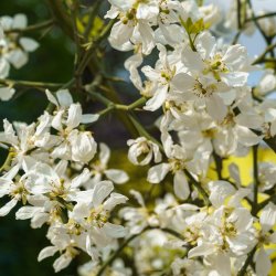 Dvrgcitron (Citrus trifoliata), 75-150 cm