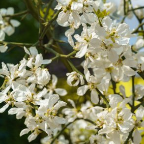 Dvrgcitron (Citrus trifoliata), 75-150 cm
