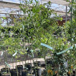 Citrange carizzo (Citrus trifoliata x sinensis), 90 cm