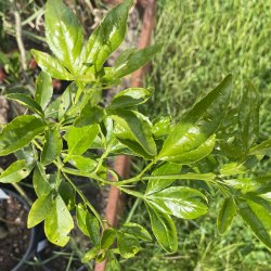 Citrange carizzo (Citrus trifoliata x sinensis), 90 cm