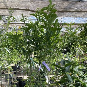 Citrumelo Swingle (Citrus trifoliata x Citrus paradisi), 90 cm