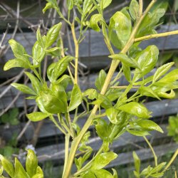 Citrumelo Swingle (Citrus trifoliata x Citrus paradisi), 90 cm