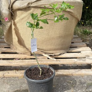 Trifolis ((Citrus trifoliata x sinensis) x paradisi), 40 cm