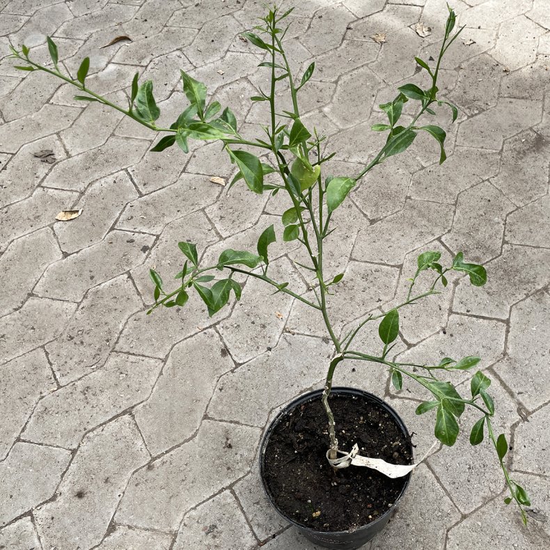 Citranderin med satsuma (Citrus trifoliata x reticulata satsuma), ca. 40 cm