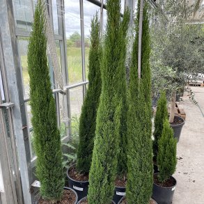 gte cypres (Cupressus sempervirens), 180 cm, sjleformet