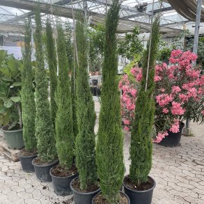 �gte cypres (Cupressus sempervirens), 180-200 cm, s�jleformet