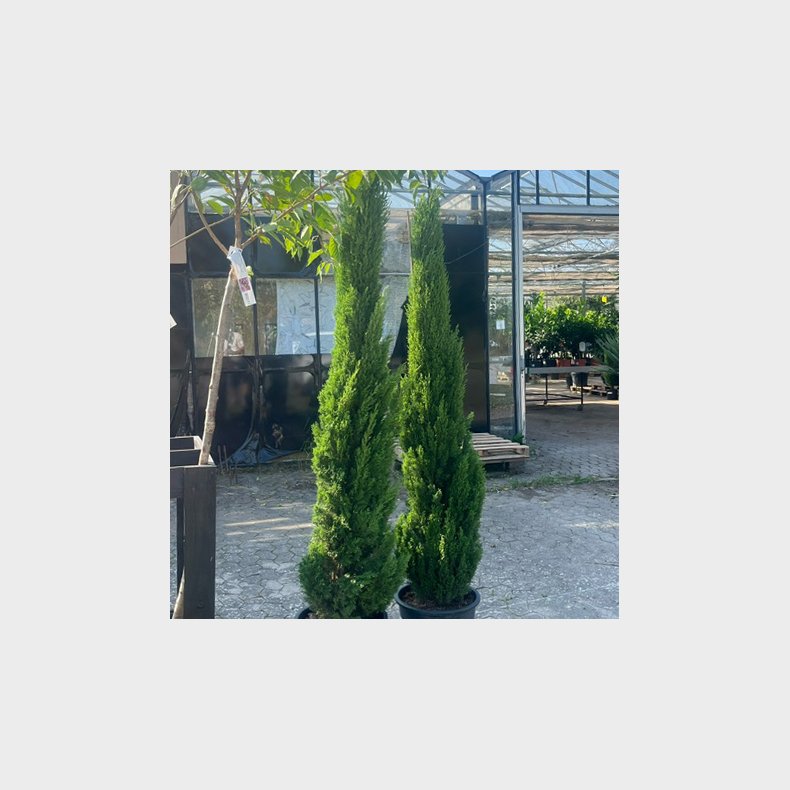 gte cypres (Cupressus sempervirens), 200 cm, sjleformet