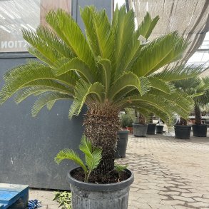 Koglepalme (Cycas revoluta), 140 cm, stamme 40 cm, kraftig