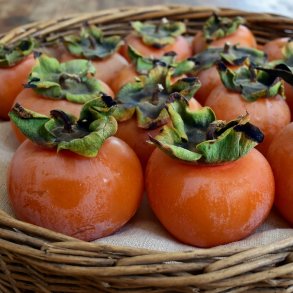 Kakitr�, cioccolatino (Diospyros kaki cioccolatino), cirka 150 cm