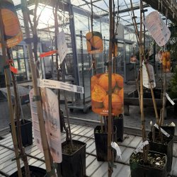 Kakitr�, cioccolatino (Diospyros kaki cioccolatino), cirka 150 cm