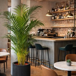 Guldpalme (Dypsis lutescens), 175-200 cm, flere stammer, busket