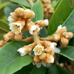 Japansk mispel (Eriobotrya japonica), 100-150 cm