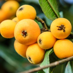 Japansk mispel (Eriobotrya japonica), 100-150 cm