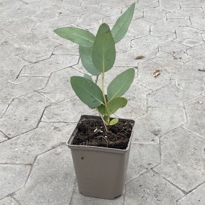 Jounama sne-eukalyptus (Eucalyptus pauciflora debeuzevillei), cirka 40 cm