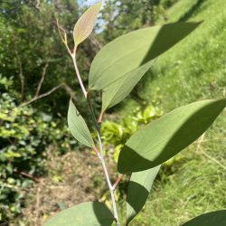 Sne-eukalyptus (Eucalyptus niphophila), cirka 40 cm
