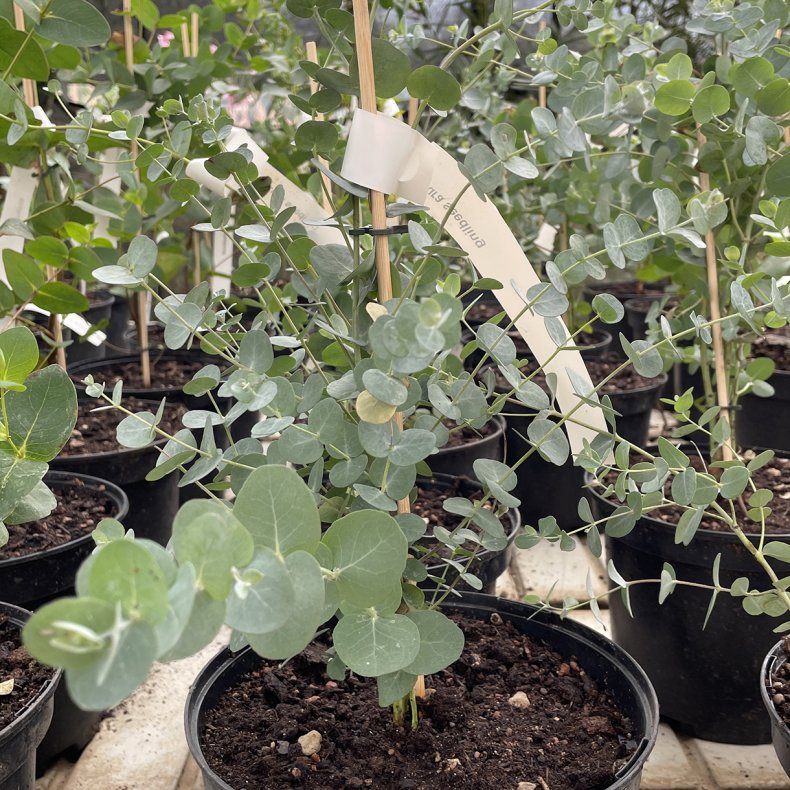 Sorte Sally-eukalyptus (Eucalyptus stellulata), cirka 40 cm