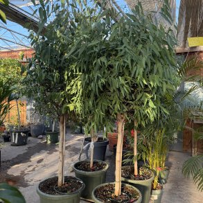 R�d flodeukalyptus (Eucalyptus camaldulensis), 180-200 cm, opstammet