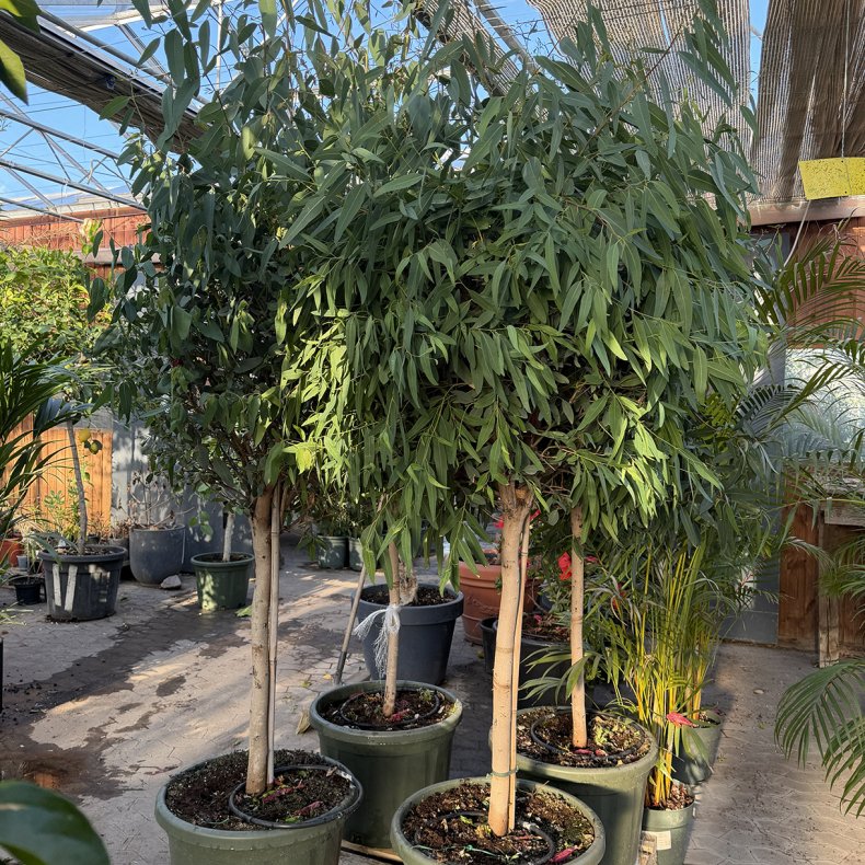R�d flodeukalyptus (Eucalyptus camaldulensis), 180-200 cm, opstammet