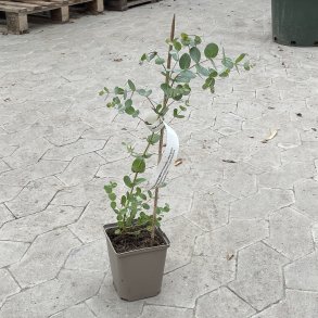 Bjergeukalyptus (Eucalyptus dalrympleana), cirka 40 cm