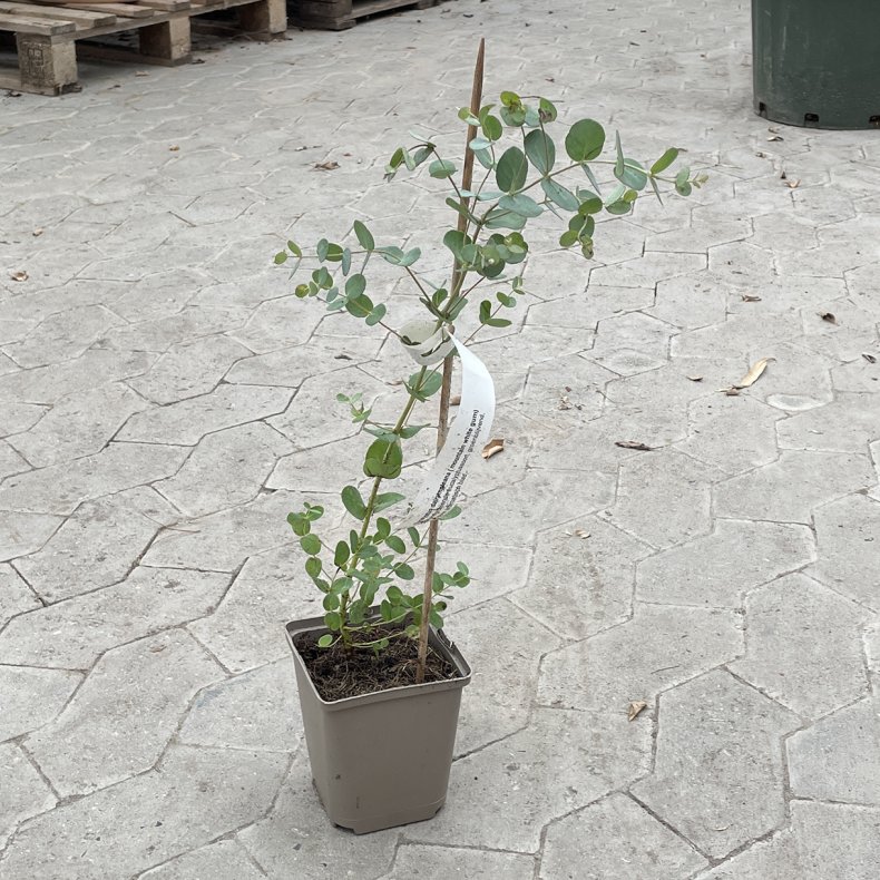 Bjergeukalyptus (Eucalyptus dalrympleana), cirka 40 cm