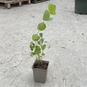 Neglecta-eukalyptus (Eucalyptus neglecta), cirka 40 cm