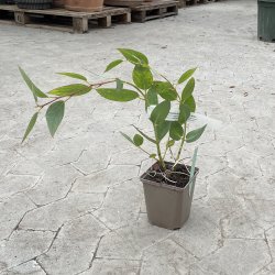 Sne-eukalyptus (Eucalyptus niphophila), cirka 40 cm