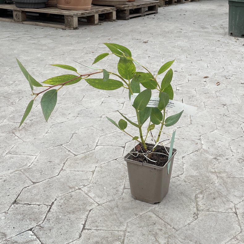 Sne-eukalyptus (Eucalyptus niphophila), cirka 40 cm