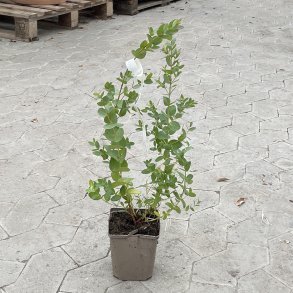 Sm�bladet eukalyptus (Eucalyptus parvifolia), cirka 40 cm