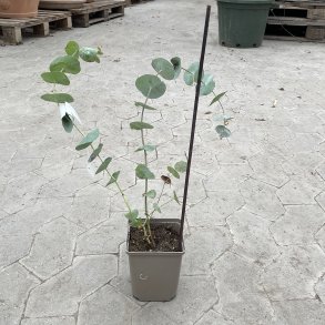 Snurreeukalyptus (Eucalyptus perriniana), cirka 40 cm