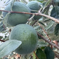 Ananasguava (Feijoa sellowiana), 50-80 cm, busk