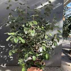 Ananasguava (Feijoa sellowiana), 50-80 cm, busk