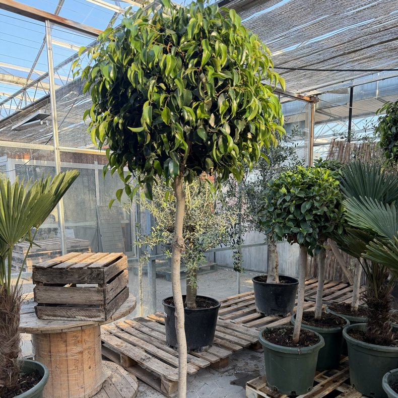 Stuebirk (Ficus benjamina Danielle), 170-180 cm, opstammet