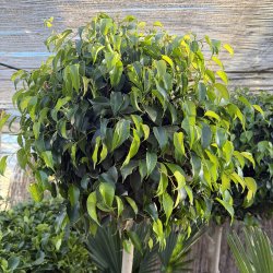 Stuebirk (Ficus benjamina Danielle), 170-180 cm, opstammet